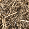 Canola Straw Bales 8x4x3