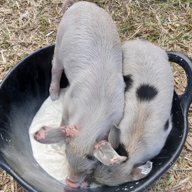 Hand-raised piglets for sale