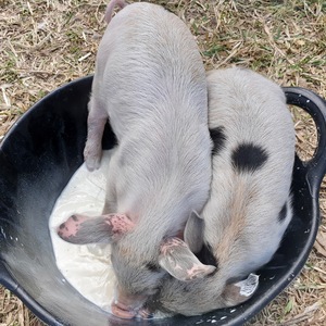 Hand-raised piglets for sale