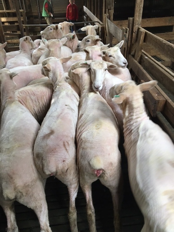 30 composite ewe lambs 12 months old