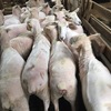 30 composite ewe lambs 12 months old