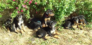 Kelpie Pups for sale