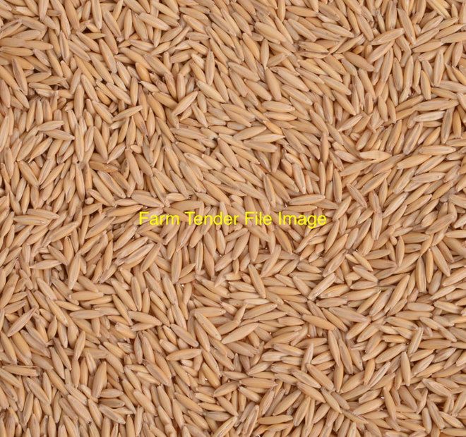 29t of cleaned Oat seed for sale. It’s 1000grain wt Good variety