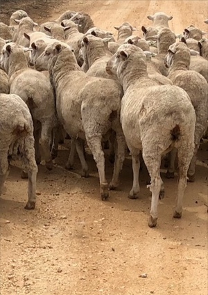 150 x 3.5 - 4Yr Old Merino Ewe's For Sale - Been Weighed thismoring