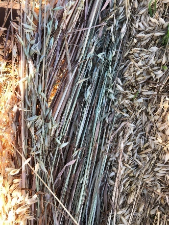 100 x Oaten Hay 5x4 Bales