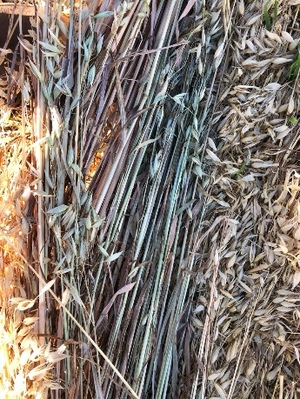 100 x Oaten Hay 5x4 Bales