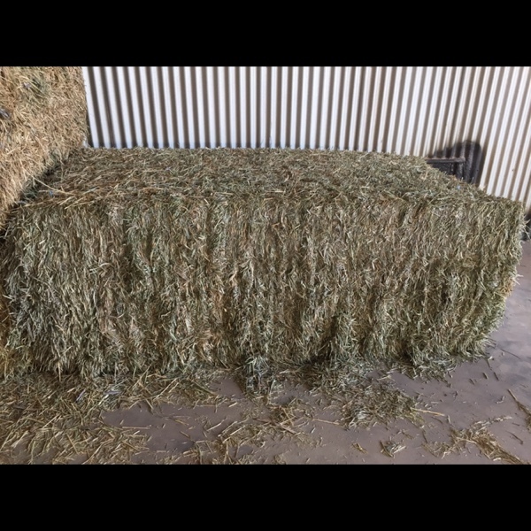 Shedded wheaten hay