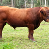 Paringa  