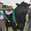 ANGUS BULLS