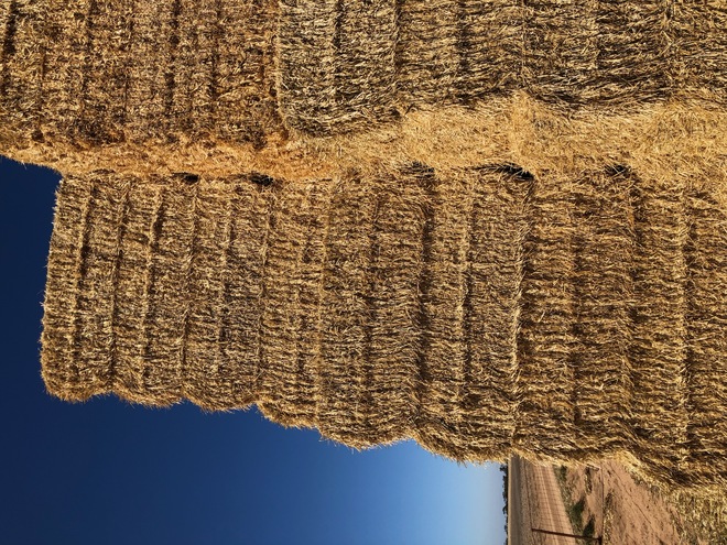 200 m/t of Header Trailed Straw 450 Kgs