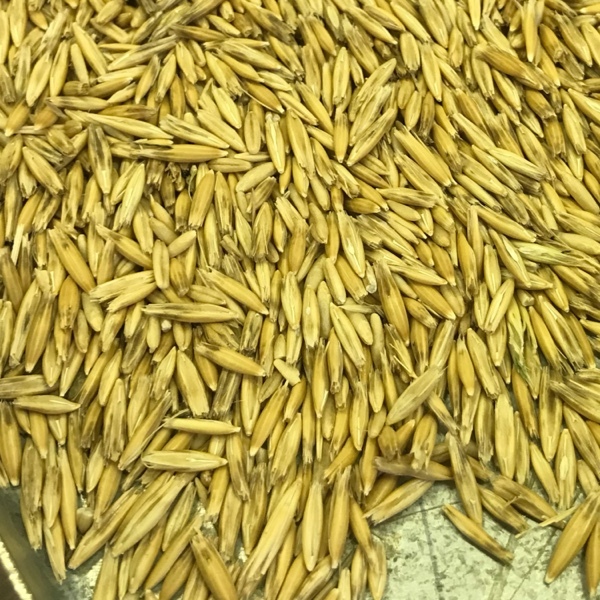 Graded Hay Oats for sale