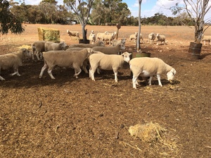 30+ x Poll Dorset & White Suffolk Rams