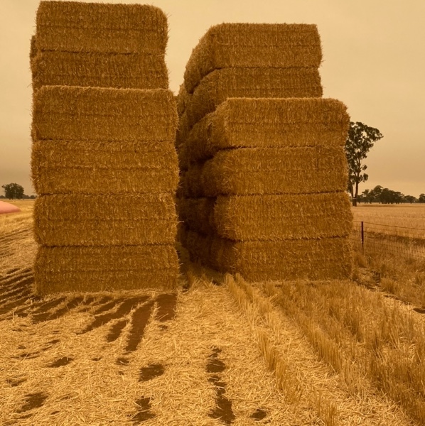 wheat Straw