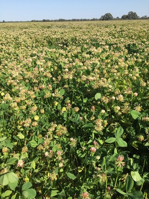 Clover & Rye Hay 400kg 5x4 Rolls