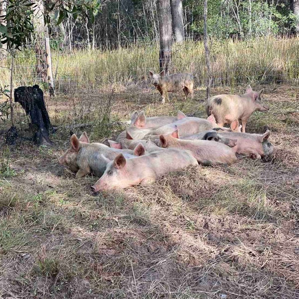 Wanted. Stock feed, feed grade veg/fruit/grain 