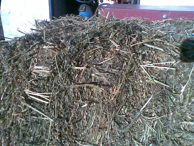 Lucerne Hay Small Squares