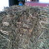 Lucerne Hay Small Squares