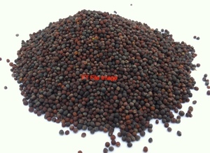 CANO - Canola For Sale in Store