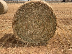 Oat Hay - Approximately 300 Rolls - SOLD BY THE ROLL