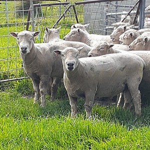 Southdown Rams x 8