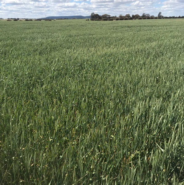 APH2 wheat
