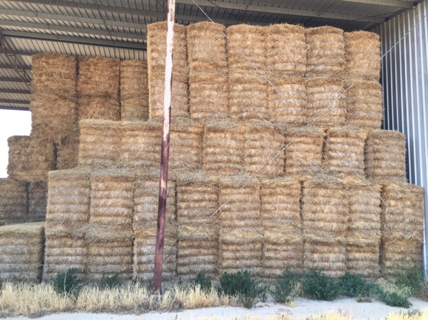 Wheat Straw 8x4x3 Bales