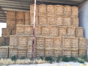 Wheat Straw 8x4x3 Bales