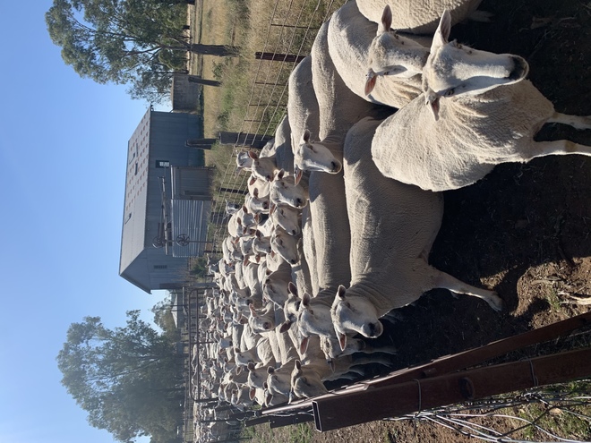 170 Composite Ewes Joined to Poll Dorset Ram