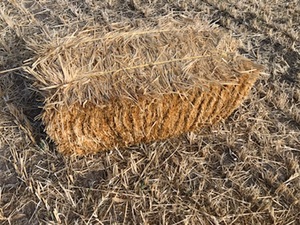 Oaten Hay 200  Small Squares