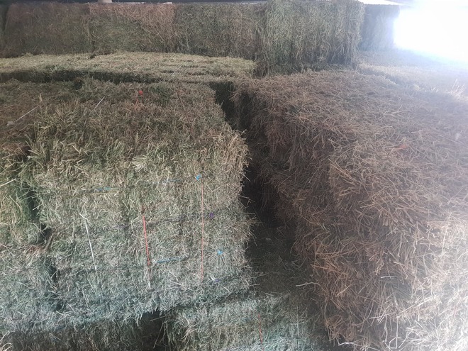 Lucerne 10 Pack, small squares Arcusin bundle