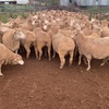 Merino ewes