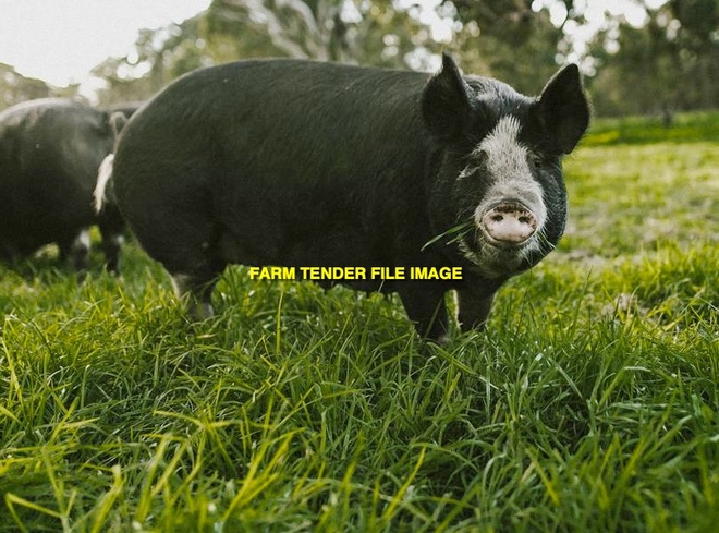 WANTED Free Range Salami Pigs - Large Black