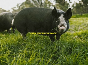 WANTED Free Range Salami Pigs - Large Black
