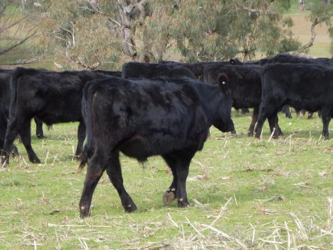 21 Angus steers