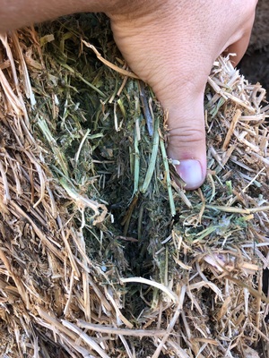 Vetch Hay 8x4x3  Bales