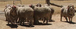 Merino Rams CAWDOR Blood