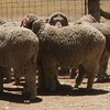 Merino Rams CAWDOR Blood
