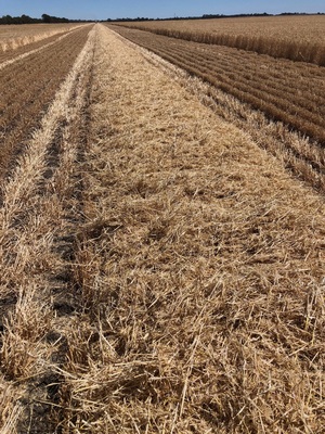 Barley header Trail .  600 mt