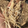 100mt Header Trailed Barley Straw 8x4x3 Bales