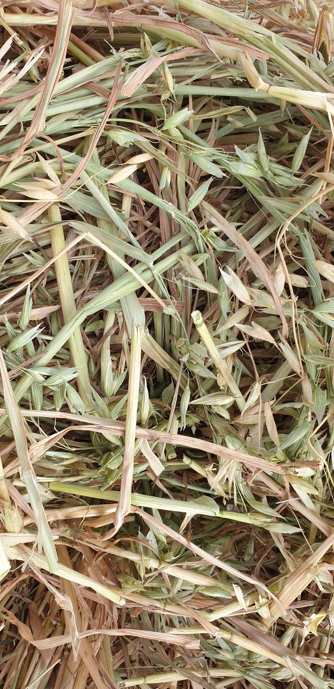 200 Rolls available Oaten Hay 5x4 protein 7.5 ME 9.9
