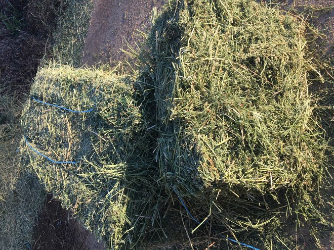 LUCERNE HAY SMALL SQUARES