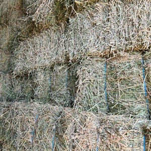 Lucerne Small Squares 