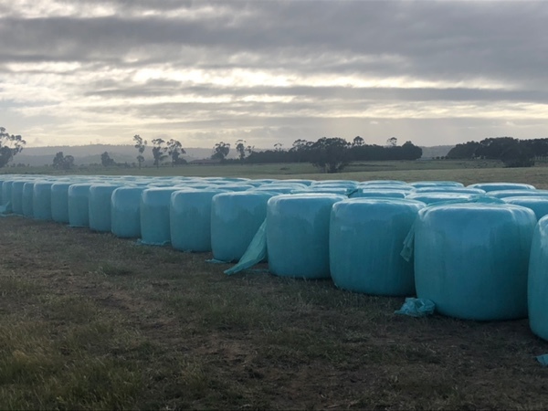 Oats and Ryegrass Silage 