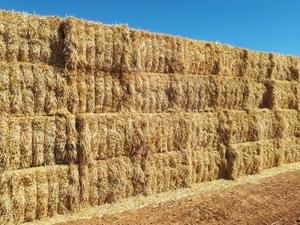 Barley Straw 8x4x3 Bales