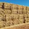 Barley Straw 8x4x3 Bales