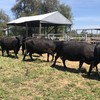 ANGUS AND ANGUS X COWS WITH ORGANICALLY BRED LIMO CALVES FOR SALE