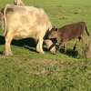 Price reduction  Murray Grey Cows and Calves