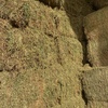 200mt New Season Vetch Hay 8x4x3 Bales