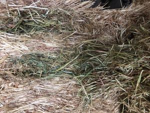 Oaten Hay 600kg 8x4x3 Bales