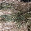 Oaten Hay 600kg 8x4x3 Bales